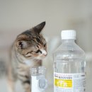 여의도동물약국 이미지