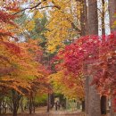 금강산 가는길 안내소 | 남이섬 단풍 은행나무 절정 실시간 입장권 놀거리 후기