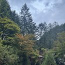 파랑새목장 | 비와 함께한 아버지의 숲 캠핑장 8번사이트 후기