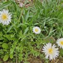 수원-0855 이미지