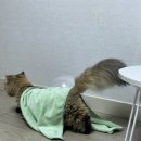 조이월남쌈