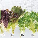 쌈채우리 이미지