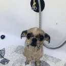 꼬몽그루밍 네이버블로그
