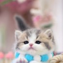 강남고양이분양캣프렌즈