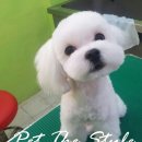 펫더스타일 이미지