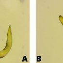 인도양 및 자바 연안 갈치 (Trichiurus lepturus)의 선충류 Anisakis sp.와 Camallanus sp. 이미지