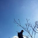명품여우 Daum카페