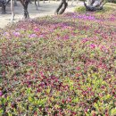 종합운동장 가로수길 이미지