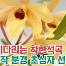 봄을 기다리는 착한석곡 보급종 목석부작 숯부작 도부작 분경 입문자 선물용 추천품의 아이들 이미지