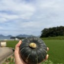 주식회사 별따는영양 | 남해 미니밤단호박 직거래 후기 다이어트에 좋은 제철 간식