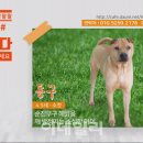 왈왈왈 이미지