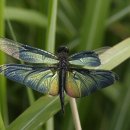 나비잠자리 이미지