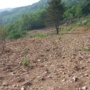 자갈농장 이미지