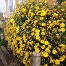 초막농장 이미지