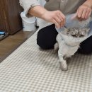 제주냐옹실 고양이미용 이미지