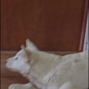 우두머리 이미지