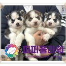 강아지분양 애견분양 퍼피플라워 중랑점 이미지