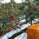 환이농장 이미지