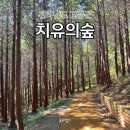 팔영산편백치유의숲일반동 | 고흥 가볼만한곳 / 걷기 좋은 힐링코스 팔영산 편백 치유의숲