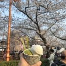 조천로 | 진해 군항제 벚꽃 구경 _ 26년 봄 그 유명한 군항제 처음 간 후기