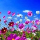 코스모스세탁 이미지