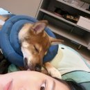 멍스테이 | [광명/소하동] 실내애견카페 '멍스테이🐾' 다녀왔개🐶