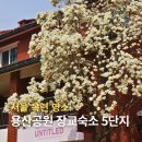 5519 | 서울 목련 명소 용산 장교숙소 5단지 목련 개화 실시간