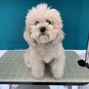 킨더그루밍 이미지