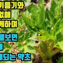 왜우산풀(누릿대,누룩치)--중독성있는 맛의 나물약초로 혈관속 기름기·혈전을 없애며 혈관이 막히는 동맥경화증에 탁월하고, 소화촉진과 위장 이미지