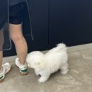 멍블링 이미지