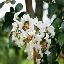 닭발친구 이미지