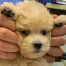 서서울동물병원 이미지