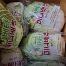 해남직거래농산물 | 해남 항암배추 귀족배추 베타카로틴 가득한 항암배추