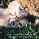 압구정동물의료센터 이미지