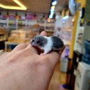 미니펫스토리 이미지