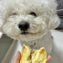 멍냥까까 이미지