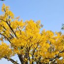 방학동 은행나무 이미지