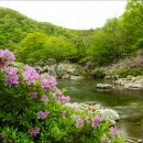 지리산 달궁계곡의 수달래를 찾아서 ~ 이미지