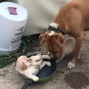 하룻강아지 이미지