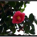 동백마을회관 이미지