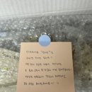 쿠키피시카페 이미지