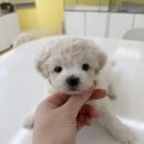 멍개구름