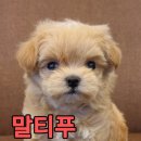 쓰담쓰담애견샵 이미지