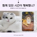 펫마음카드 사후교감, 함께 있던 시간이 행복했니?
