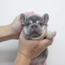 넥서스켄넬 이미지