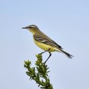 서산의 흰눈썹긴발톱할미새(Yellow Wagtail) 이미지