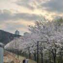 노작호수공원 | 동탄 숨겨진 벚꽃스팟 추천 노작호수공원 방문 후기 (🌸24.04.04 기준)