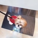 청담눈초롱안과동물병원 이미지