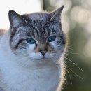고양이 안전한 사료 추천 리스트 가성비 볼드모트 제외