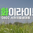 화이라이트